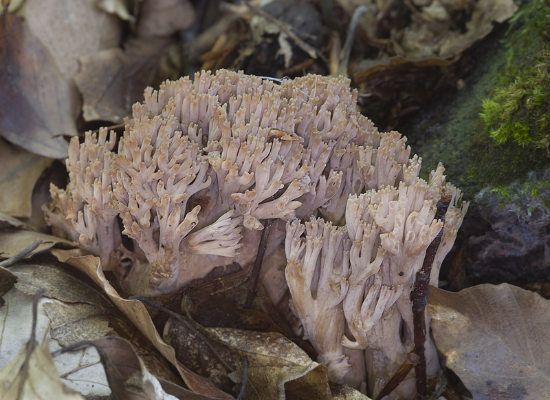 Ramaria spinulosa